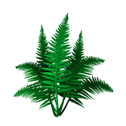 Fern