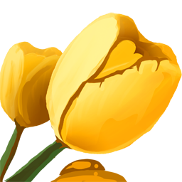 Tulip